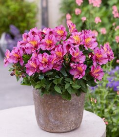 Alstroemeria Incalys Purple