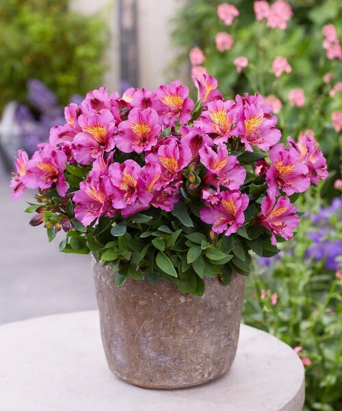 Alstroemeria Incalys Purple