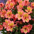 Alstroemeria Incalys Alstroemeria Incalys Salmon