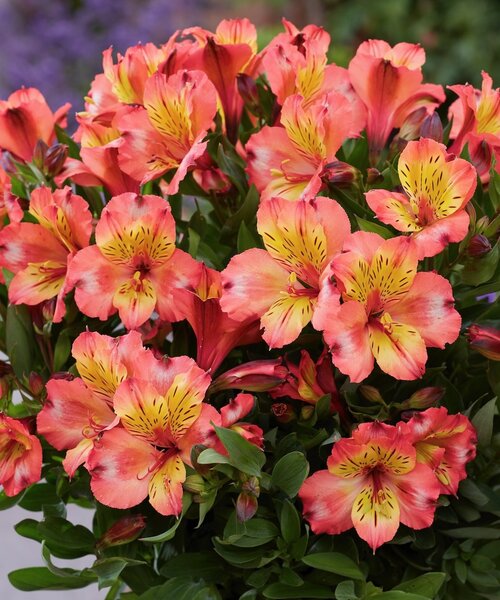 Alstroemeria Incalys Alstroemeria Incalys Salmon