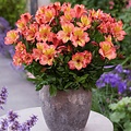 Alstroemeria Incalys Salmon