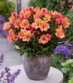 Alstroemeria Incalys Salmon