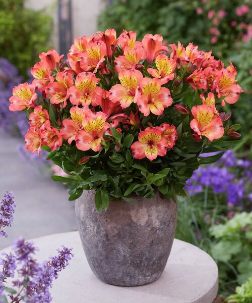 Alstroemeria Incalys Salmon