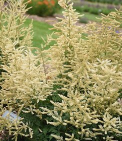 Aruncus Goatee