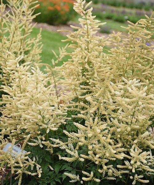 Aruncus Goatee