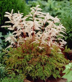 Aruncus Horatio