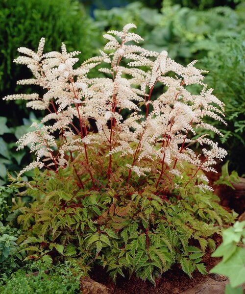 Aruncus Horatio