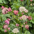 Astrantia April Love