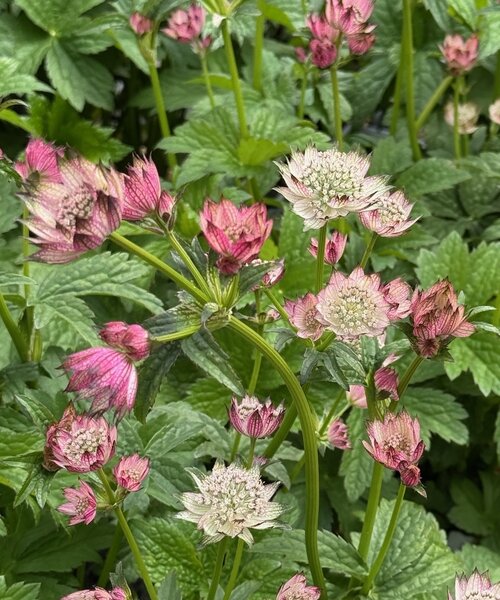 Astrantia April Love