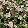 Astrantia April Love