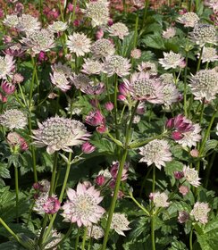 Astrantia April Love