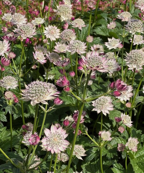 Astrantia April Love