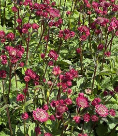 Astrantia Magical Red