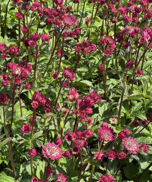 Astrantia Magical Red