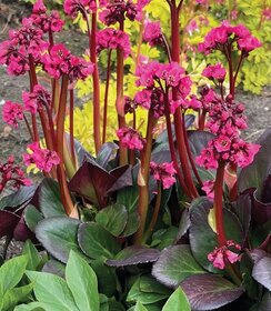 Bergenia Vintage Rose
