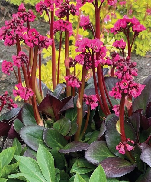 Bergenia Vintage Rose