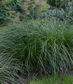 Carex lenta Osaka