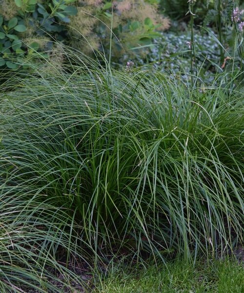 Carex lenta Osaka