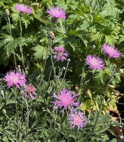 Centaurea bella