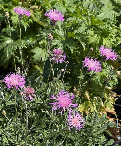 Centaurea bella