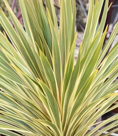Cordyline Torbay Dazzler