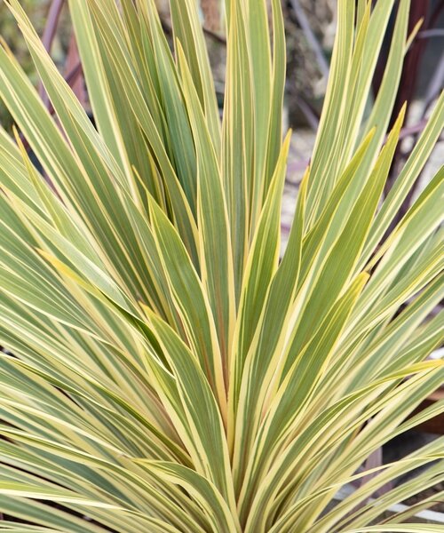 Cordyline Torbay Dazzler