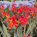 Crocosmia Bressingham Dark Fire