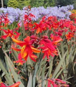 Crocosmia Bressingham Dark Fire