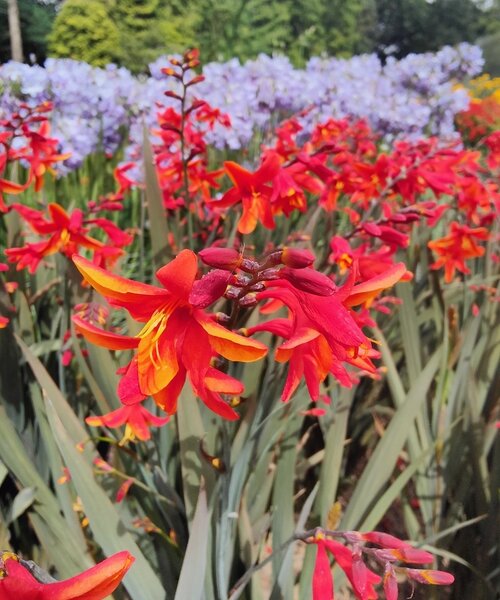 Crocosmia Bressingham Dark Fire