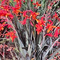 Crocosmia Bressingham Dark Fire