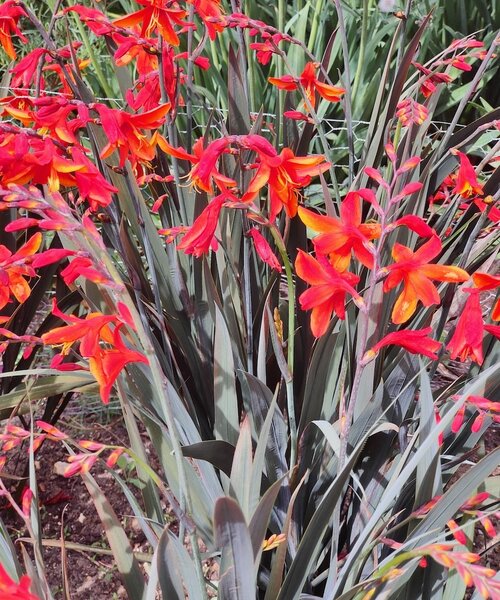 Crocosmia Bressingham Dark Fire