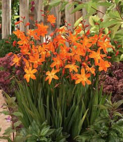 Crocosmia Star of the East