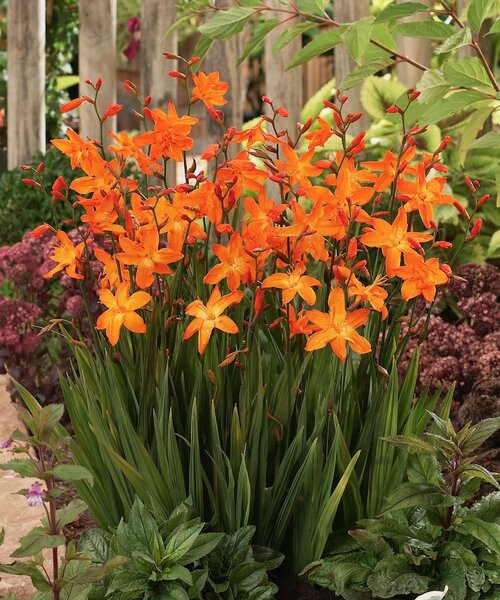 Crocosmia Star of the East