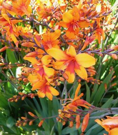 Crocosmia Walberton's Bright Eyes