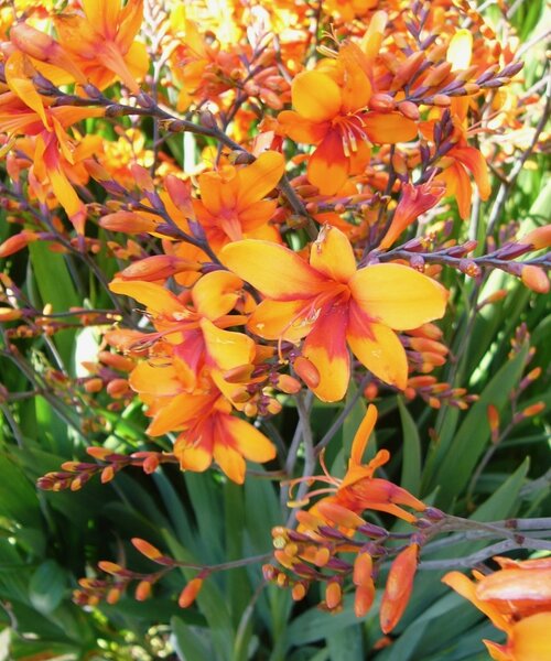 Crocosmia Walberton's Bright Eyes