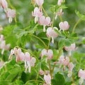 Dicentra Cupid