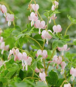 Dicentra Cupid