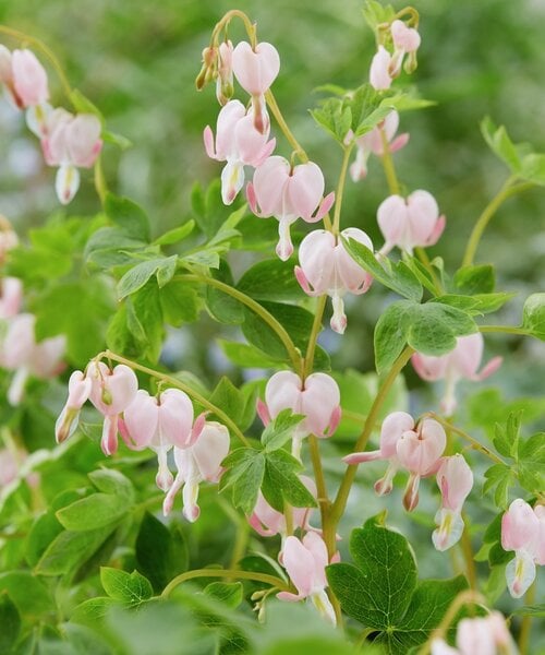 Dicentra Cupid