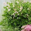 Dicentra Cupid