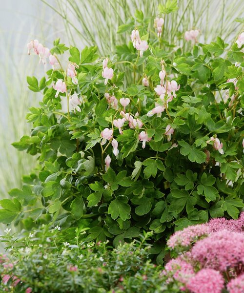 Dicentra Cupid