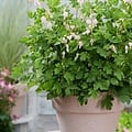 Dicentra Cupid