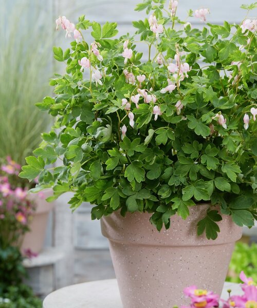 Dicentra Cupid
