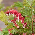 Dicentra Jolly Hearts Dicentra Jolly Hearts ™ Love