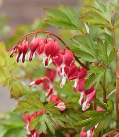 Dicentra Jolly Hearts ™ Love