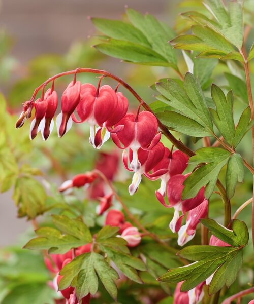 Dicentra Jolly Hearts Dicentra Jolly Hearts ™ Love