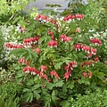 Dicentra Jolly Hearts Dicentra Jolly Hearts ™ Love