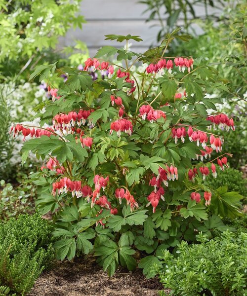 Dicentra Jolly Hearts Dicentra Jolly Hearts ™ Love