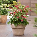 Dicentra Jolly Hearts Dicentra Jolly Hearts ™ Love