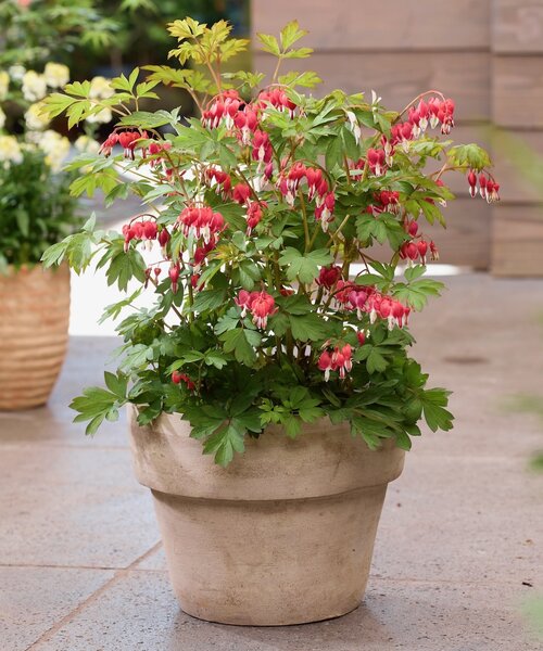 Dicentra Jolly Hearts Dicentra Jolly Hearts ™ Love