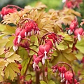 Dicentra Jolly Hearts Dicentra Jolly Hearts ™ Spark